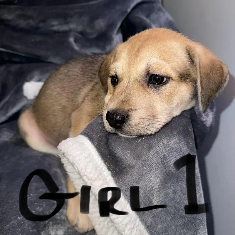 Willow  Puppy Girl thumbnail 3