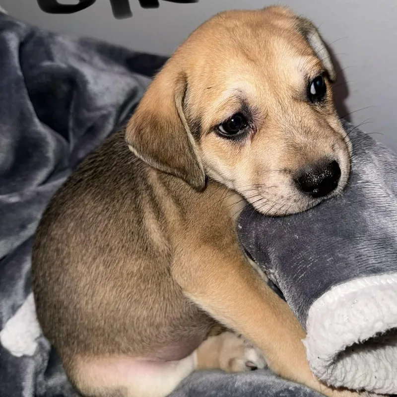 Willow  Puppy Girl thumbnail 4