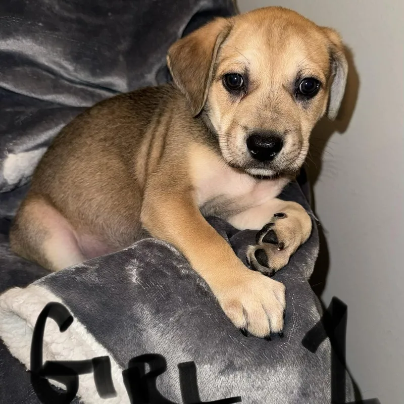 Willow  Puppy Girl thumbnail 5