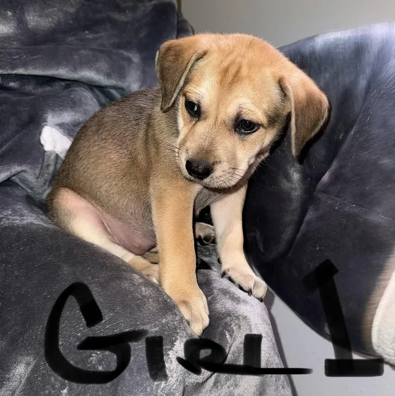 Willow  Puppy Girl thumbnail 6