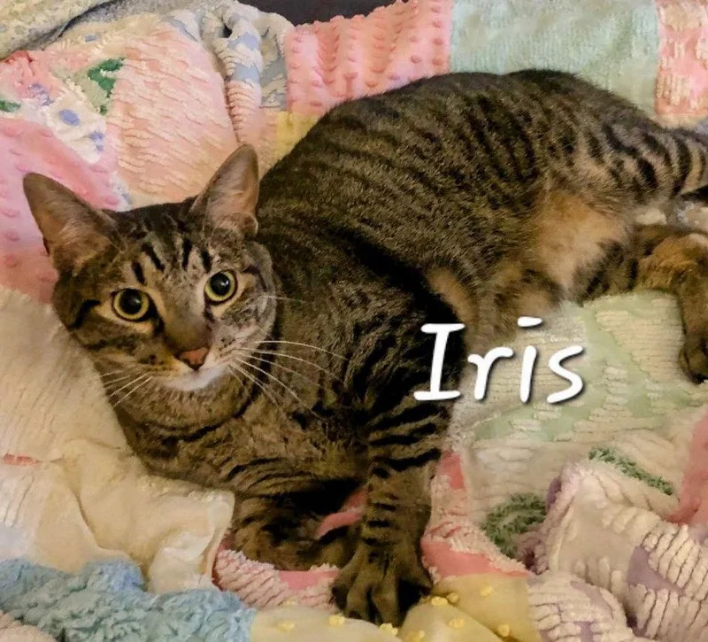 Iris Kingofcozy thumbnail 2