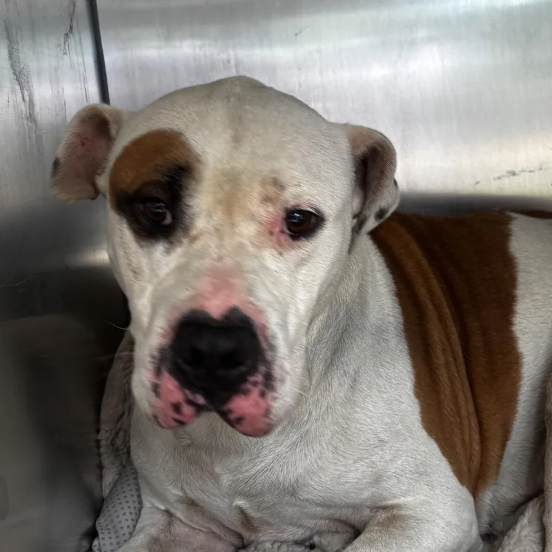 An adult medium-sized male White / Cream Mixed Breed dog named Giacamo for adoption in Philadelphia, PA