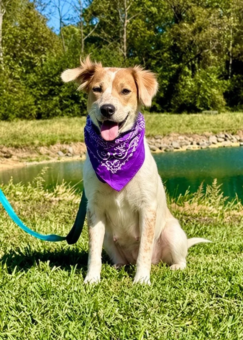 A young medium-sized female White / Cream Spaniel dog named Dolly Parton for adoption in Pittsboro, NC