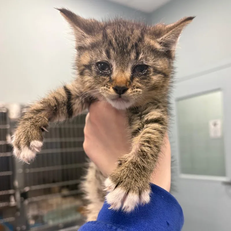 A baby small-sized female Gray / Blue / Silver Domestic Short Hair cat named Hop for adoption in Greensboro, NC