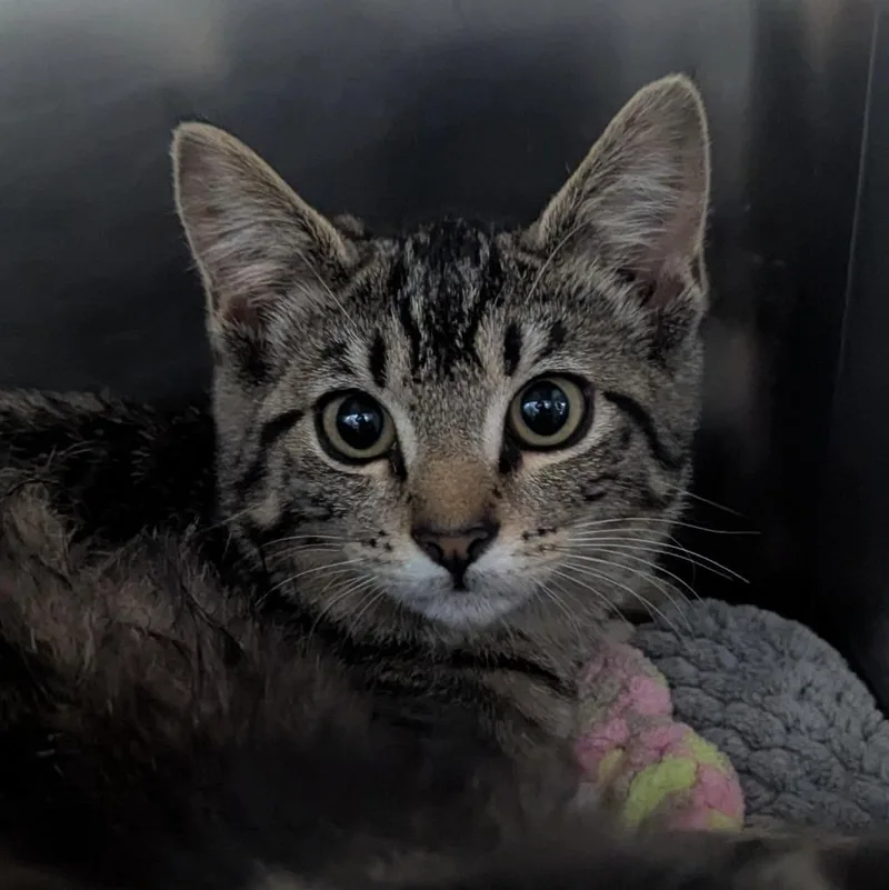A baby medium-sized female Domestic Short Hair cat named Cheetah for adoption in Aberdeen, WA