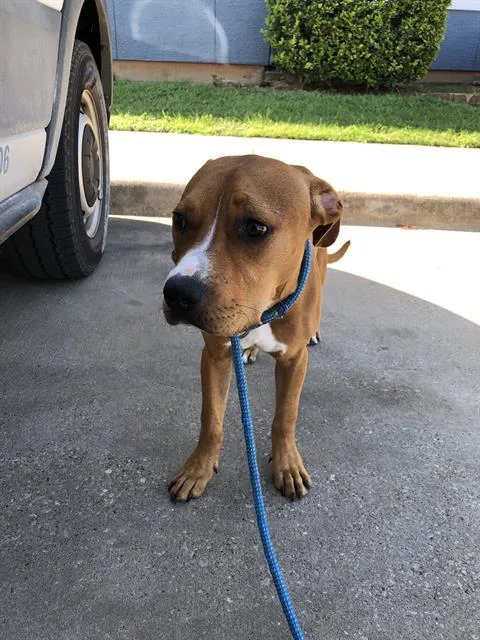A baby medium-sized male Mixed Breed dog named Dodger for adoption in Dallas, TX
