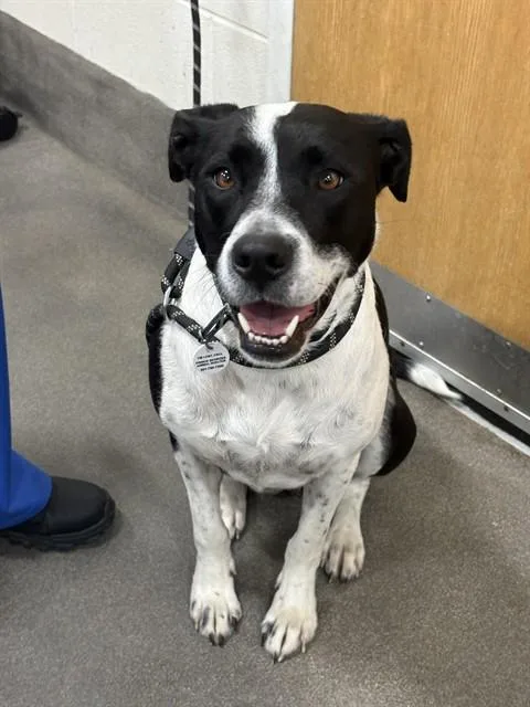 A young large-sized female Pit Bull Terrier dog named Maya for adoption in Upper Marlboro, MD