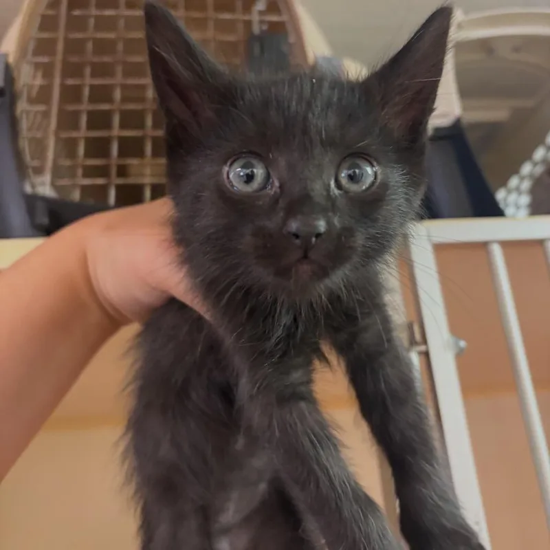 A young small-sized male Black Domestic Medium Hair cat named Wolfgang for adoption in Morgan Hill, CA