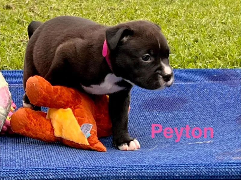 A baby large-sized female Labrador Retriever dog named Peyton for adoption in Claremore, OK