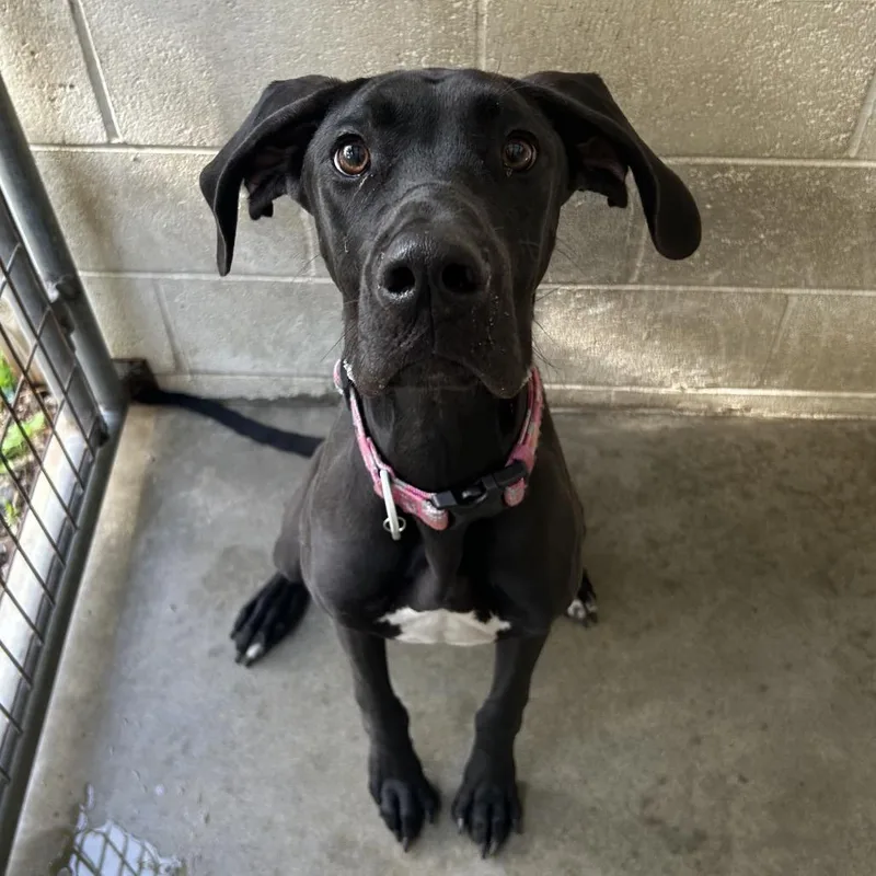 A young large-sized female Black Great Dane dog named Dahlia for adoption in Decatur, GA