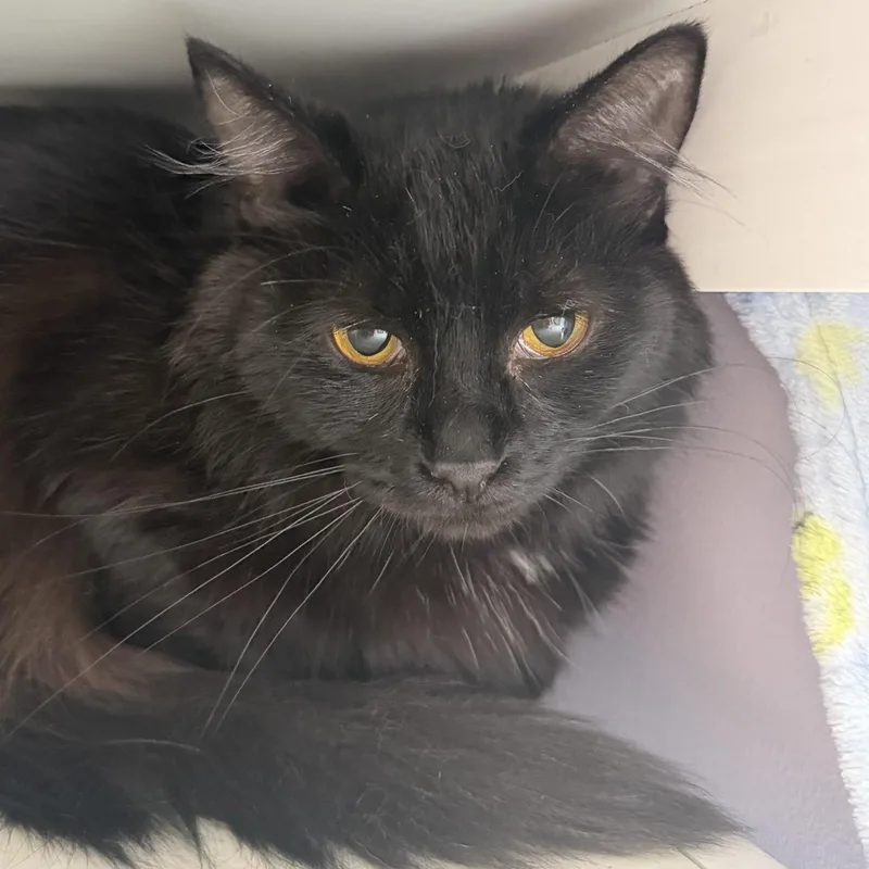 A young medium-sized female Black Domestic Long Hair cat named Parcheesi for adoption in Cooperstown, NY