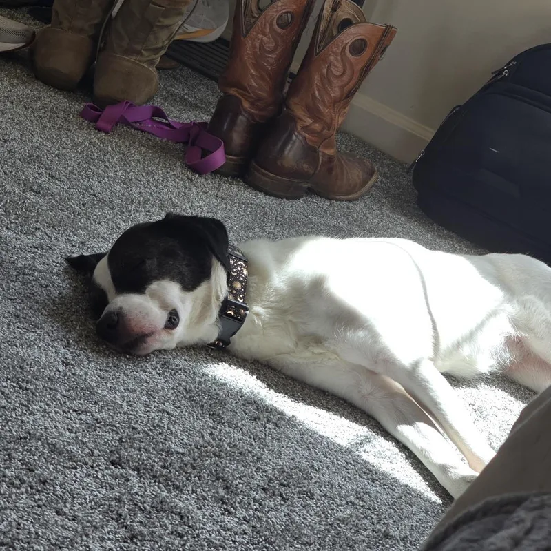 An adult medium-sized male White / Cream Mixed Breed dog named Gamora for adoption in Dayton, OH