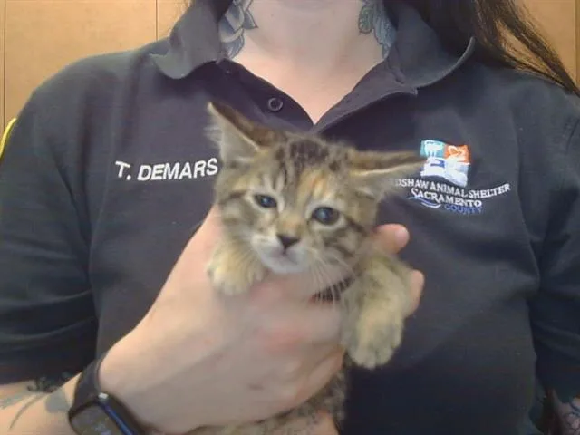 A baby small-sized female Domestic Short Hair cat named Chardonnay for adoption in Sacramento, CA