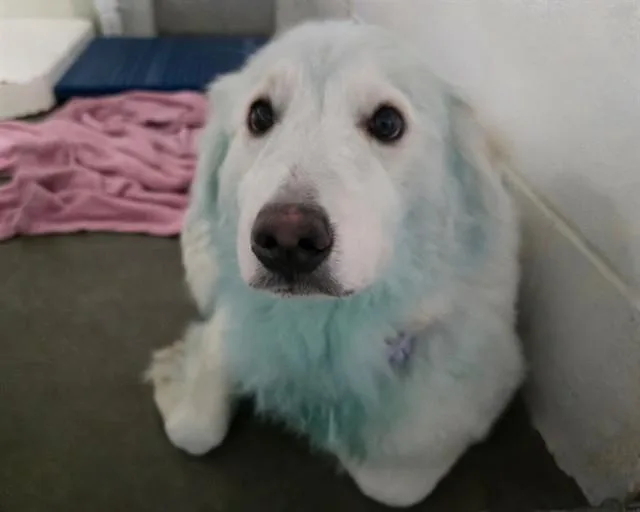 A young medium-sized female Great Pyrenees dog named Cotton for adoption in Olathe, KS