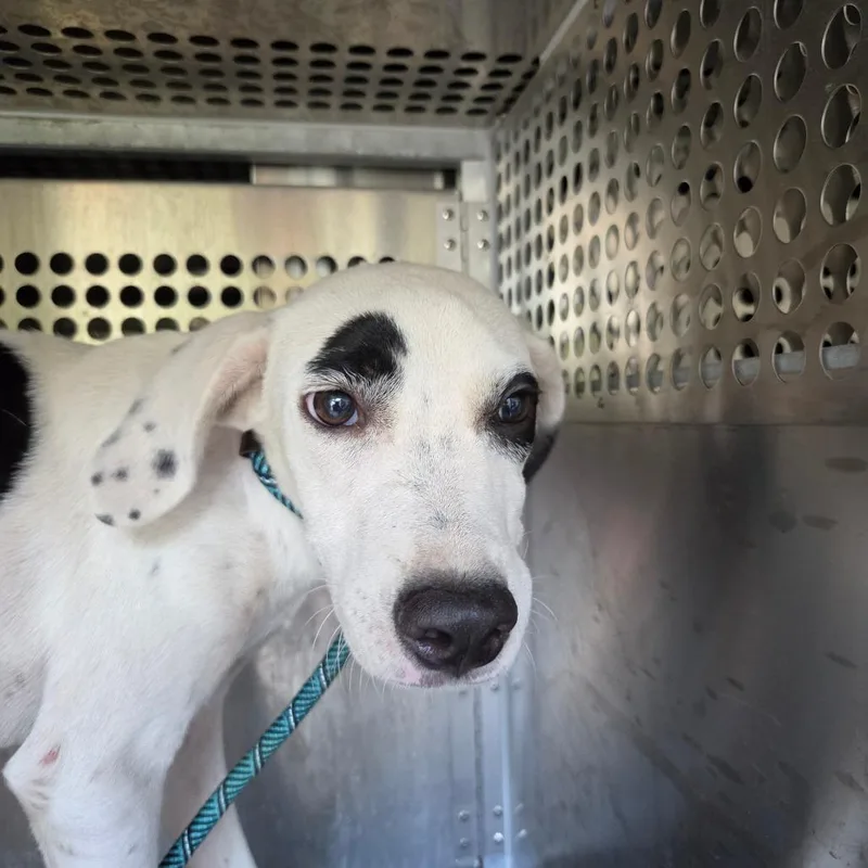 A young medium-sized male Terrier dog named Moo cow for adoption in Birmingham, AL