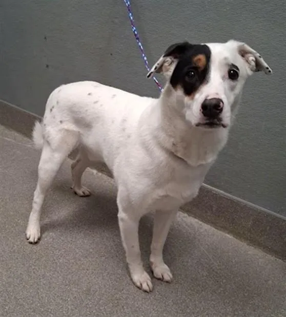 An adult large-sized male Australian Cattle Dog / Blue Heeler dog named Milo for adoption in Las Vegas, NV