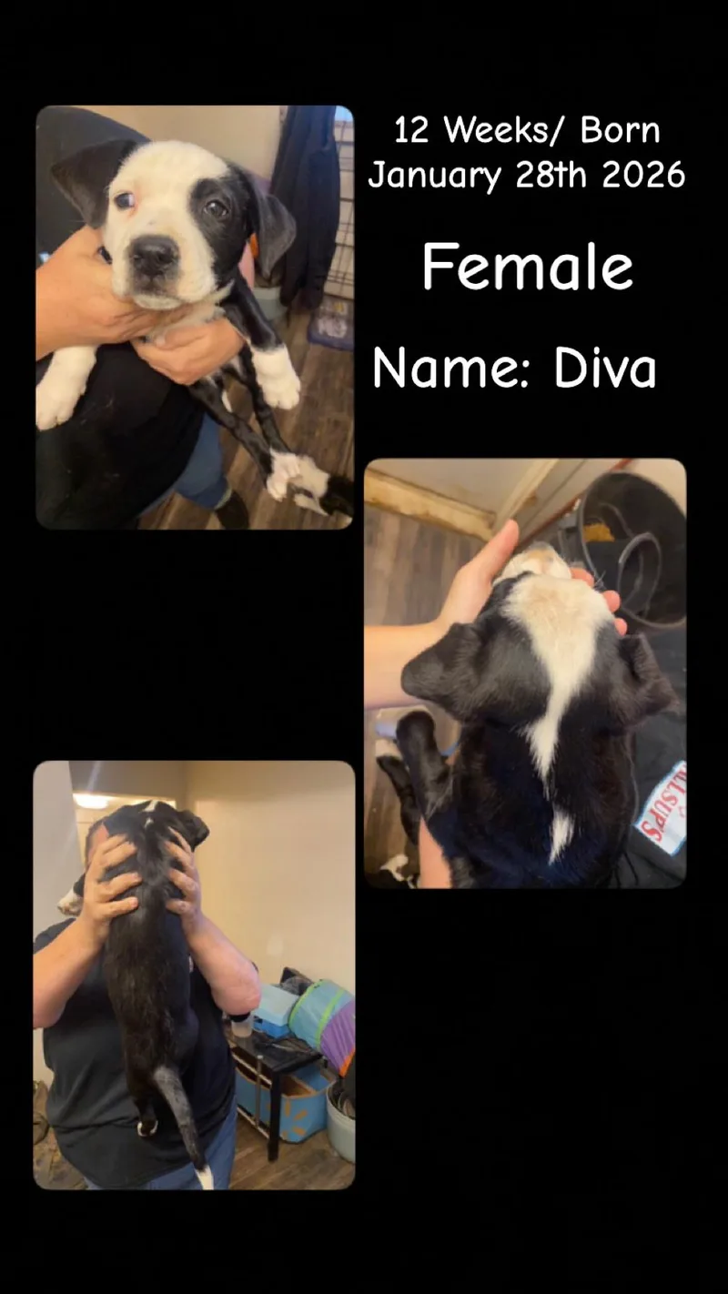 Lolp Diva