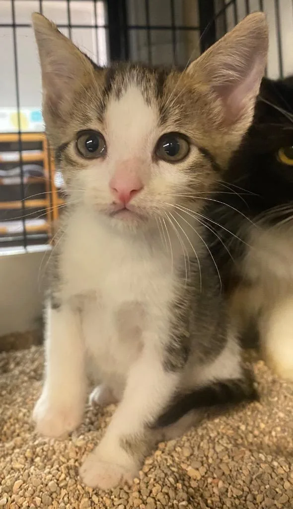 A baby small-sized male Domestic Short Hair cat named Dorito for adoption in Lockhart, TX