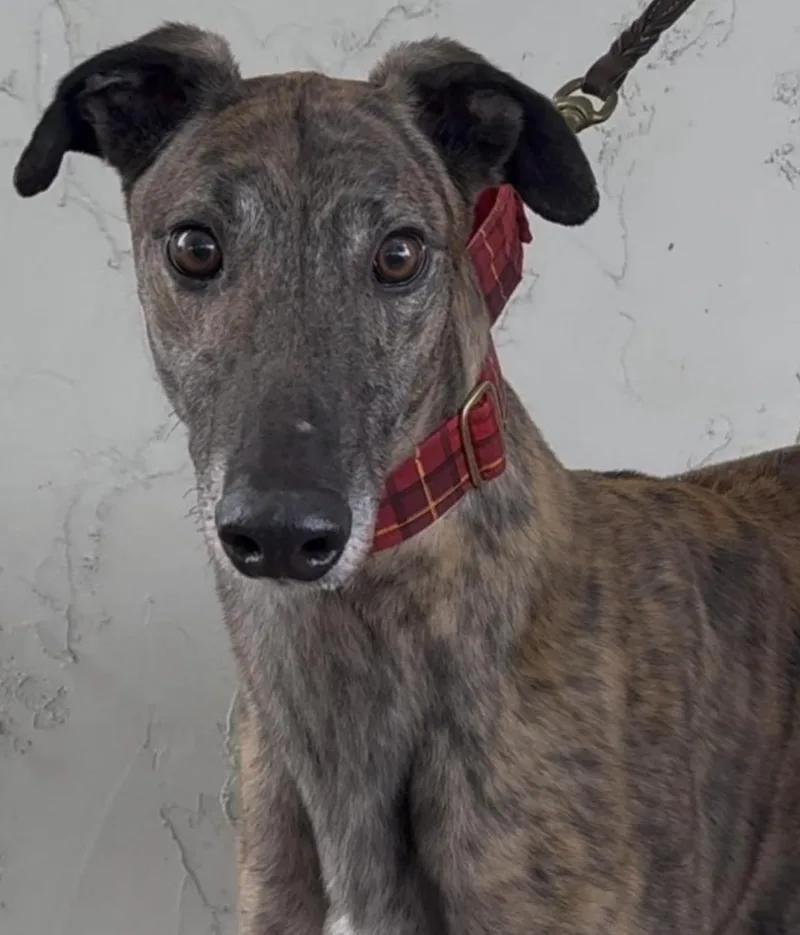 An adult large-sized male Brindle Greyhound dog named Scotty for adoption in Coon Rapids, MN