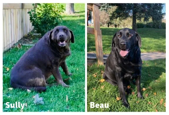 An adult large-sized male Black Labrador Retriever dog named Beau & SullyCourtesy Listing for adoption in Decorah, IA