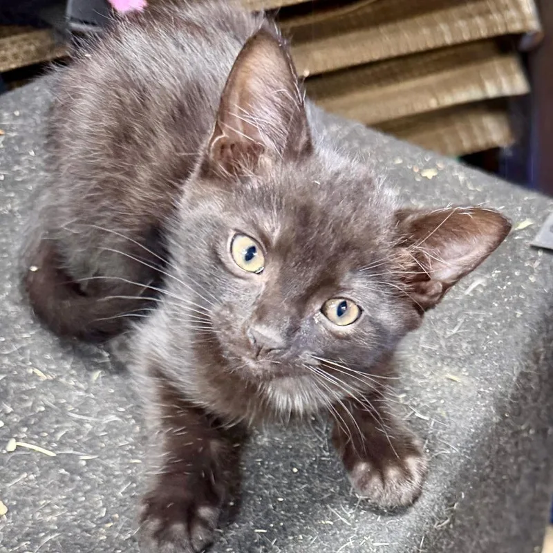 A baby small-sized female Black Domestic Short Hair cat named Pink for adoption in Shelbyville, IN