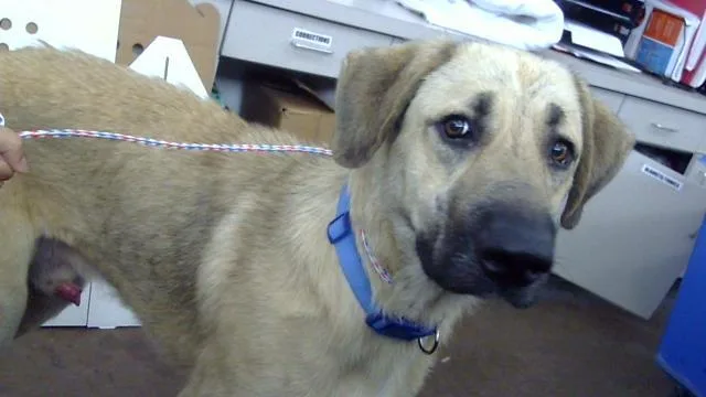 A young large-sized male Mixed Breed dog named Duke for adoption in Dallas, TX