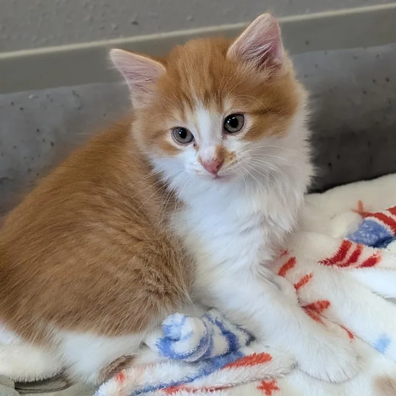 A baby small-sized male Orange / Red Domestic Short Hair cat named Samuel for adoption in Prairie du Chien, WI