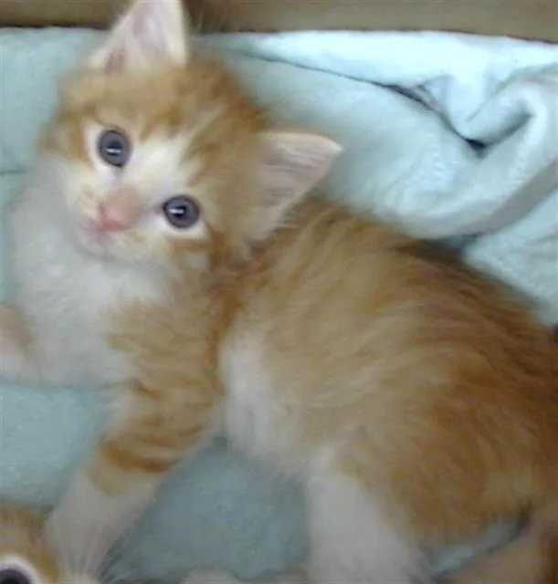 A baby medium-sized male Domestic Short Hair cat named Katara for adoption in Dallas, TX