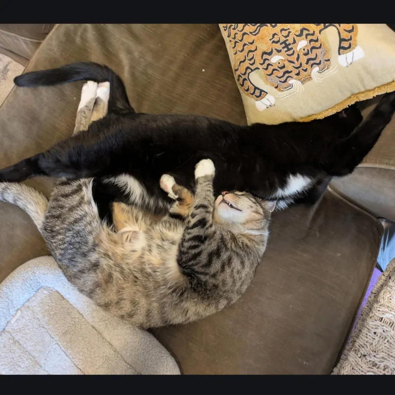 An adult medium-sized male Domestic Short Hair cat named Oakland And Westchester  for adoption in New York, NY