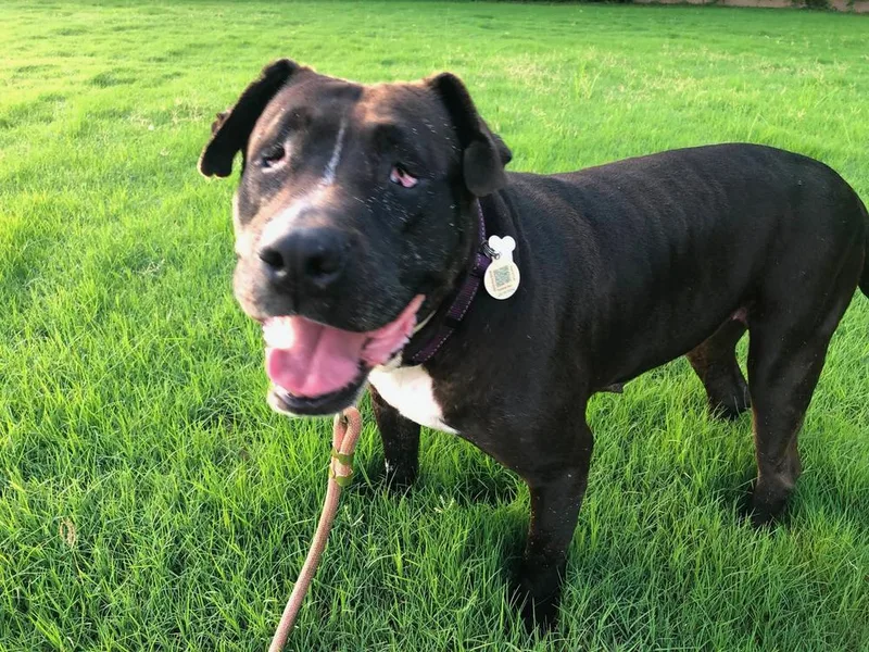 An adult large-sized female Black Pit Bull Terrier dog named Maura for adoption in TULSA, OK