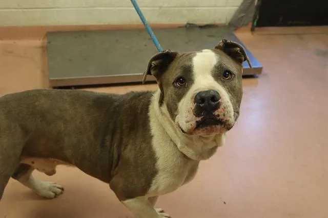 An adult large-sized male Mixed Breed dog named Rusty for adoption in Columbia, SC