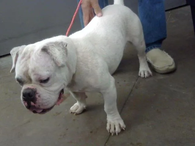 An adult medium-sized male Mixed Breed dog named Mick for adoption in Dallas, TX