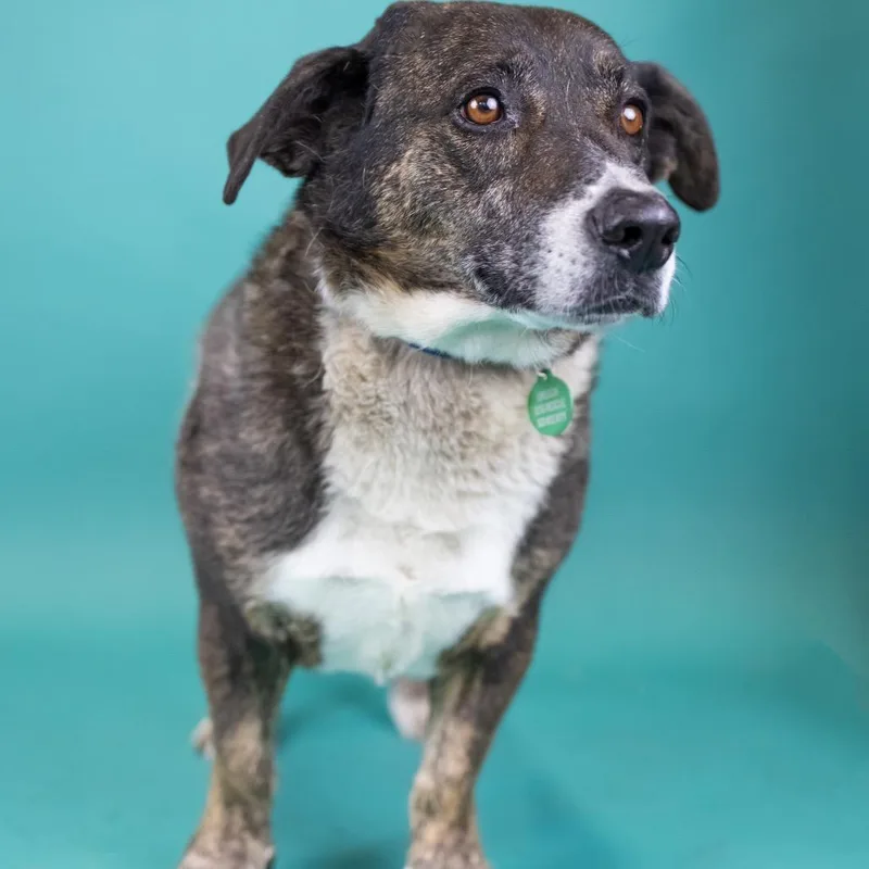 A senior medium-sized male Brindle Mixed Breed dog named Tiger for adoption in Portland, OR