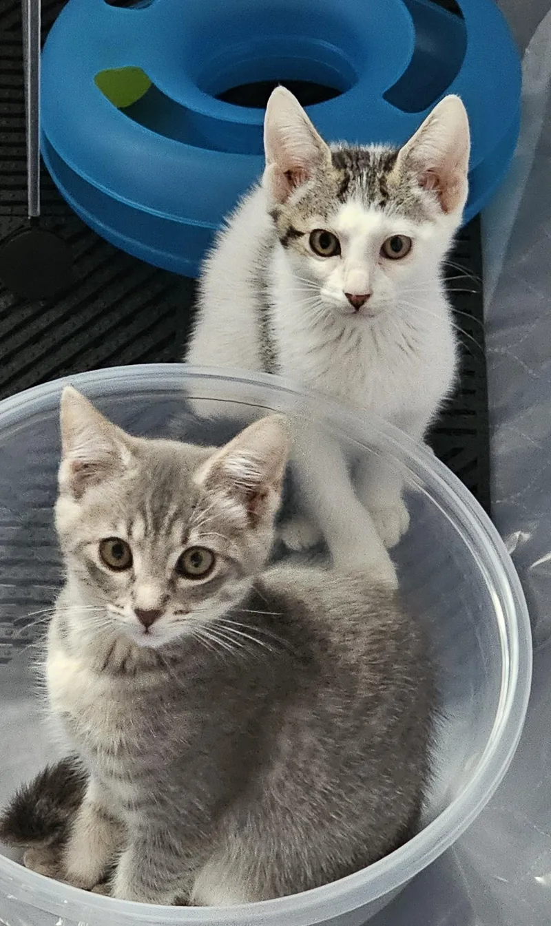 A baby medium-sized female Tabby (Gray / Blue / Silver) Domestic Short Hair cat named Rowena for adoption in Milwaukee, WI