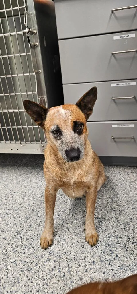 A young medium-sized female Terrier dog named Tallulah for adoption in Athens, TN