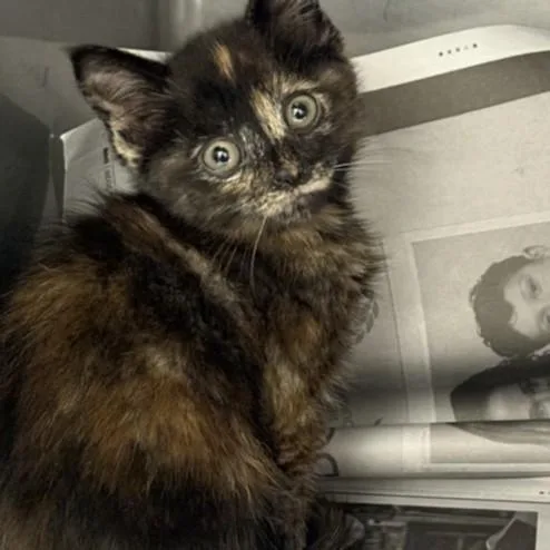 A baby small-sized female Domestic Short Hair cat named Philli for adoption in Los Angeles, CA