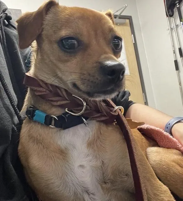 An adult small-sized male Chihuahua dog named Scrappy for adoption in Escondido, CA