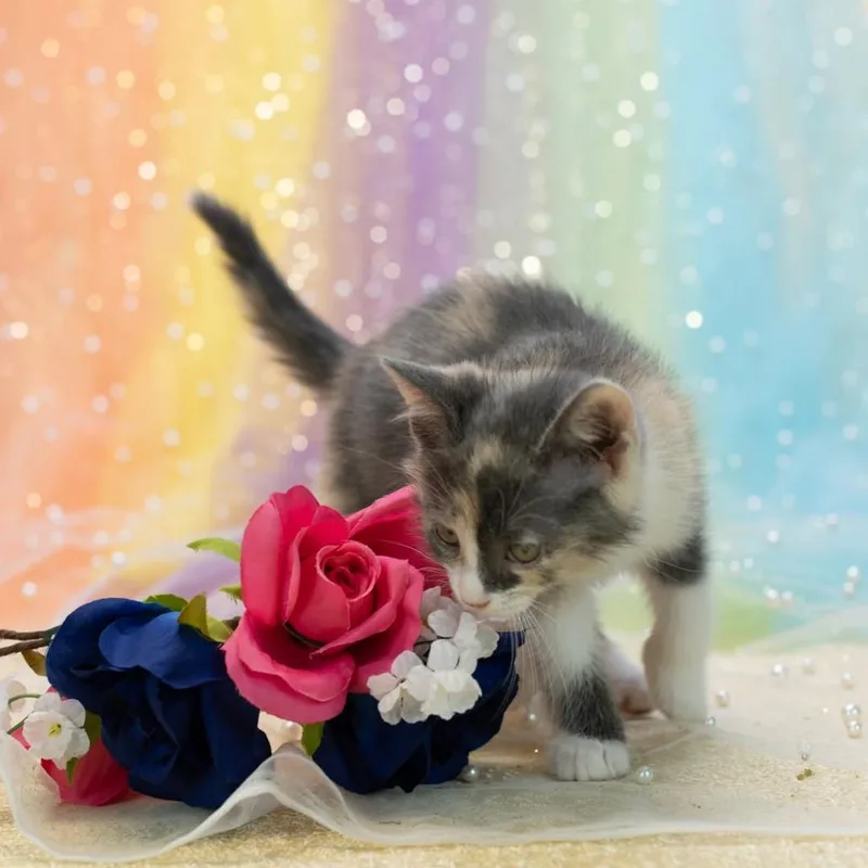 A baby small-sized female Tortoiseshell Domestic Short Hair cat named TayC for adoption in East Saint Louis, IL
