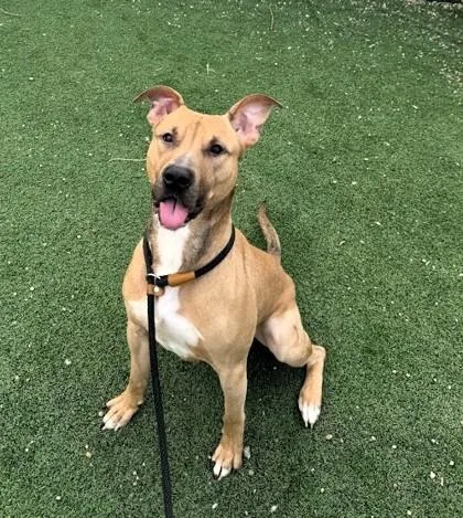 Beardsley thumbnail 6