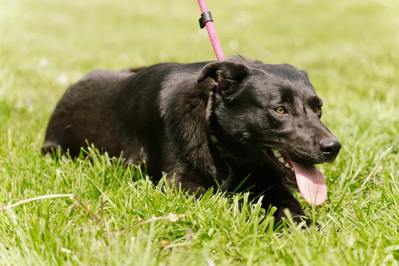 Elsie  Transport thumbnail 3