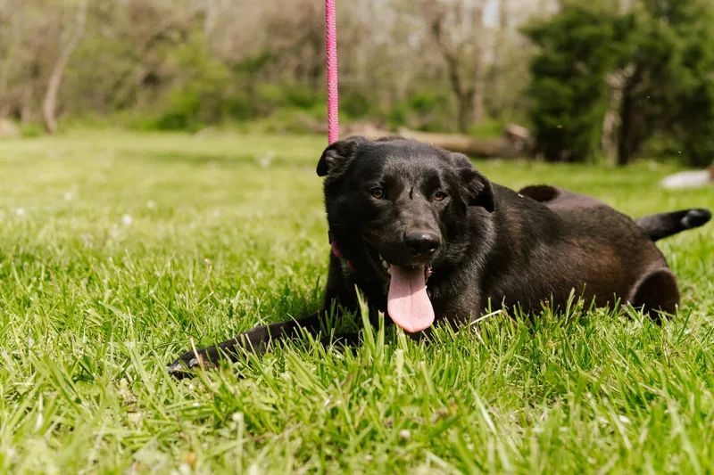 Elsie  Transport thumbnail 5