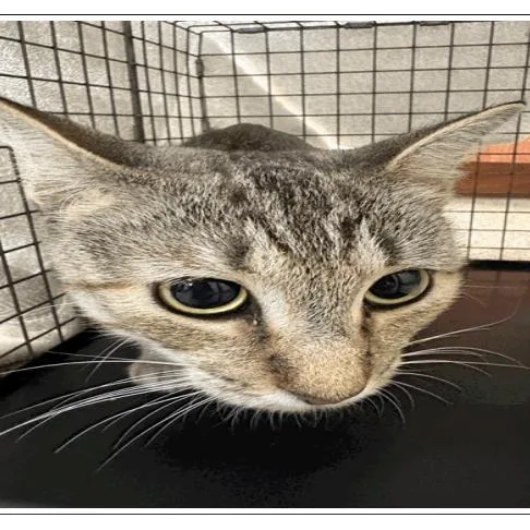 A young medium-sized female Brown / Chocolate Domestic Short Hair cat named Twizzler for adoption in Tampa, FL