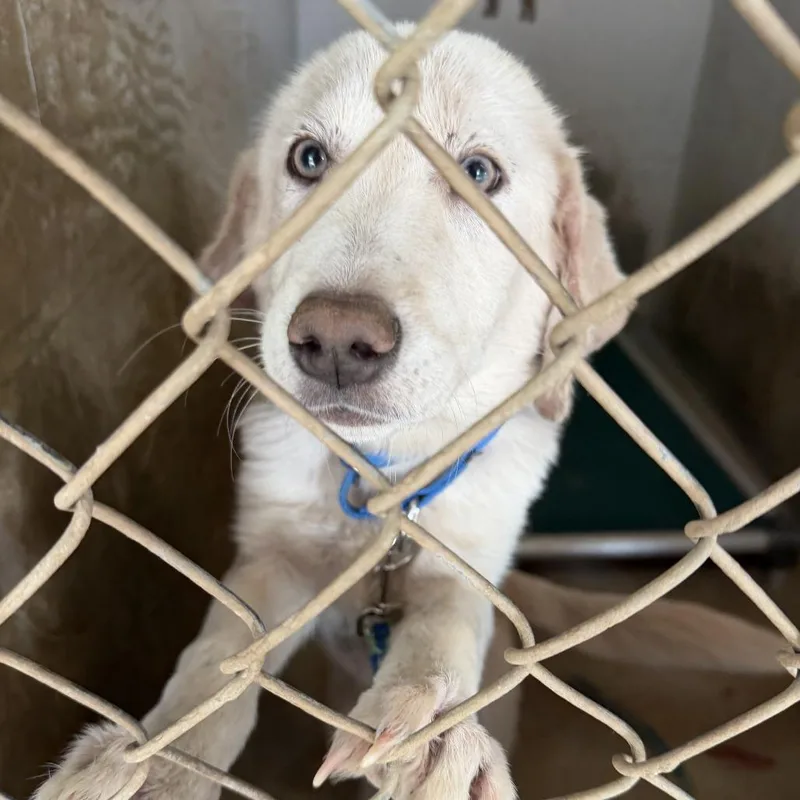 A young medium-sized female White / Cream Golden Retriever dog named Lassie for adoption in Austin, TX