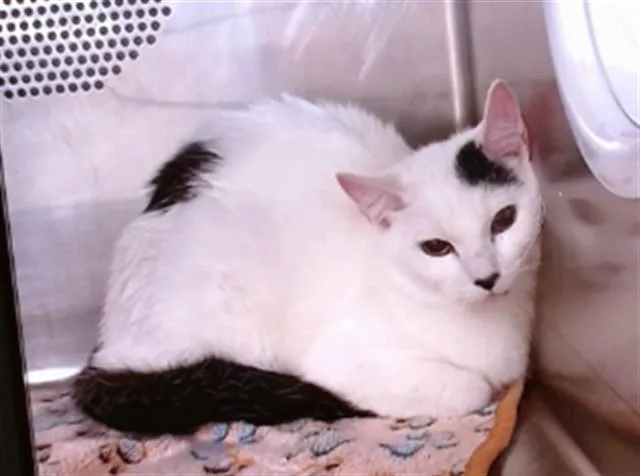 An adult medium-sized female Domestic Short Hair cat named Harley for adoption in Albuquerque, NM
