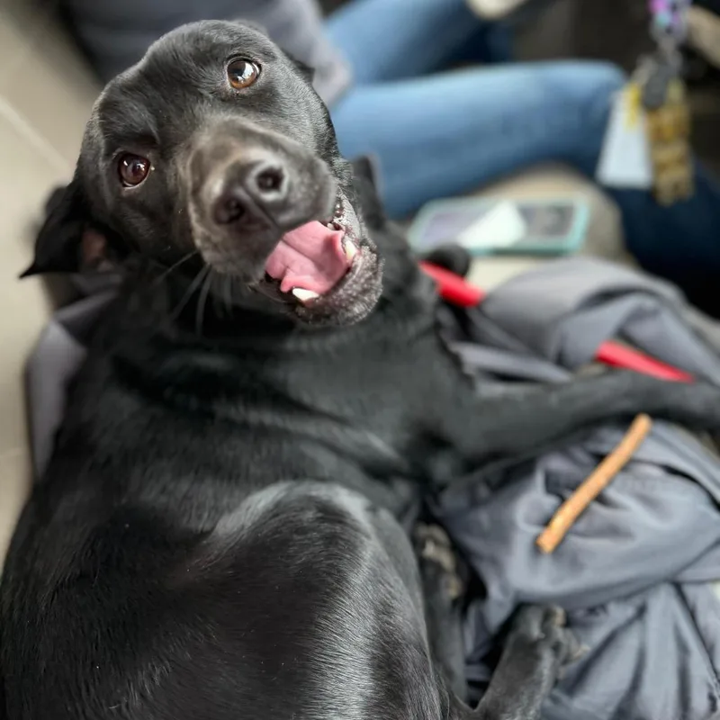 An adult small-sized male Black Mixed Breed dog named Mitch for adoption in Westhampton, NY