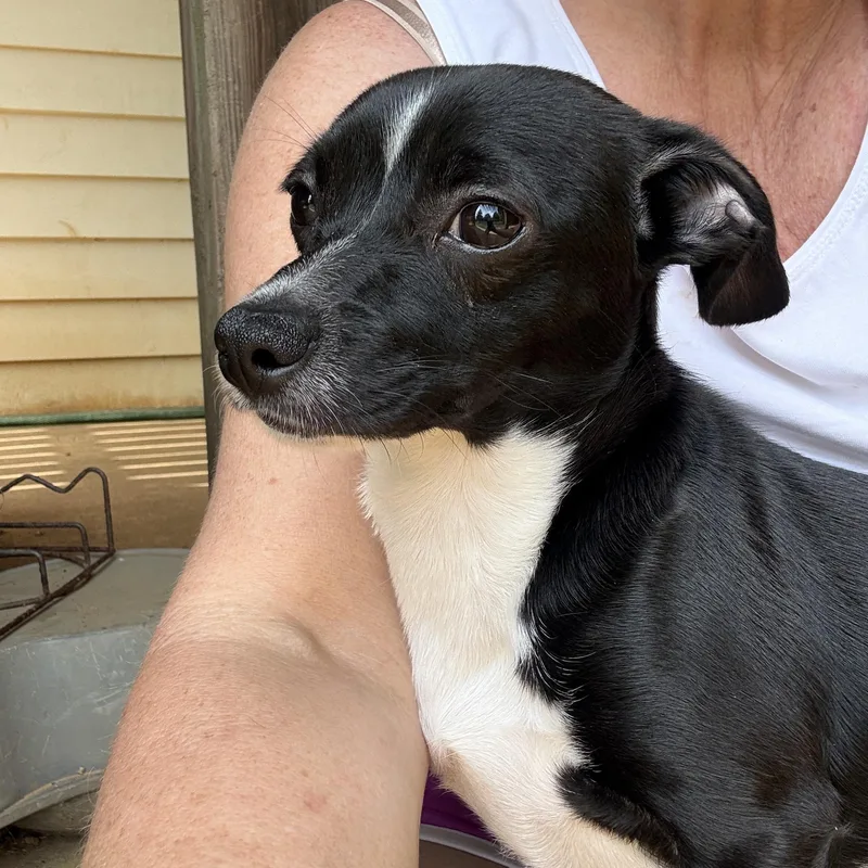 An adult small-sized male Black Chiweenie dog named Whiskey for adoption in Kings Mountain, NC
