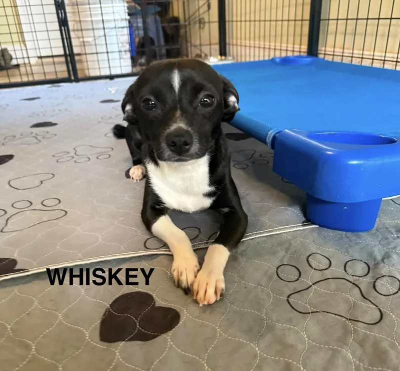 Whiskey thumbnail 3