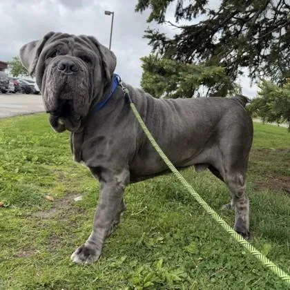 An adult extra large-sized male Gray / Blue / Silver Neapolitan Mastiff dog named Solomon for adoption in Hilliard, OH