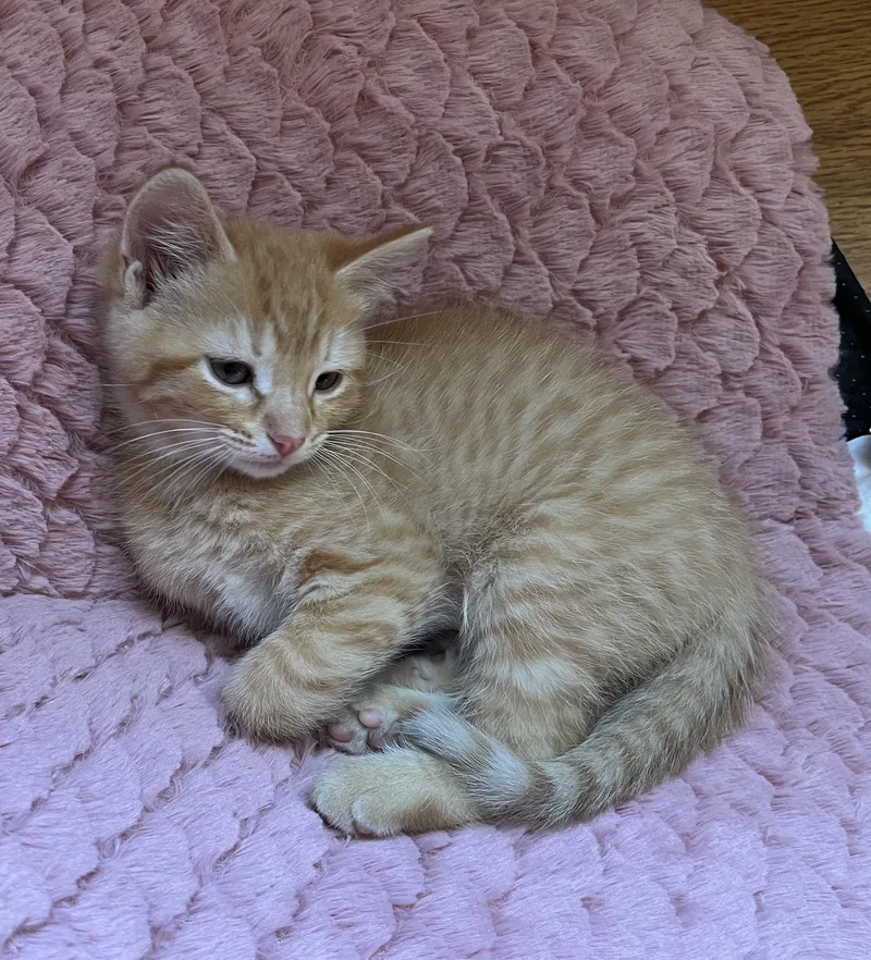 A baby medium-sized male Tabby (Orange / Red) Domestic Short Hair cat named Troy for adoption in Tomah, WI
