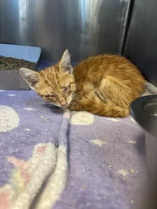 A baby small-sized female American Shorthair cat named Cat for adoption in El Paso, TX
